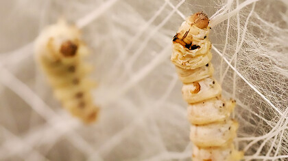 Silkworms inhabit the Silk Pavilion installation, showcasing natural construction methods
