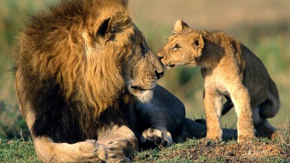 The lions of Sasan Gir