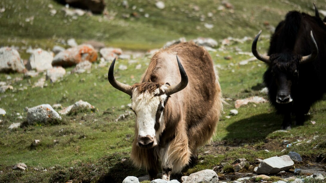 Yak dell'Himalaya, Mardi Himal Base Camp, Lumle, Nepal