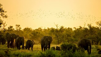 Manada de elefantes na selva, na África do Sul, África