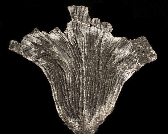 Fossils in Focus. Courtesy of Royal Tyrrell Museum