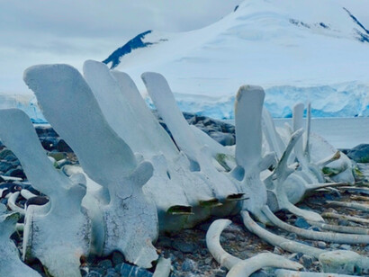 Whale skelton (amalgam of 3 different whales) - Neko Island, Antarctic. Reputed to be originally assembled by Jacques Costeau
