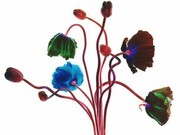 Renato Grome,Life 2006, Stampa a colori, Edizione di 5 esemplari, cm 126 x 151