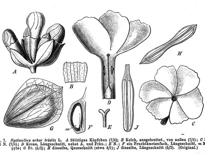*Nyctanthes arbor-tristis*, ilustração botânica