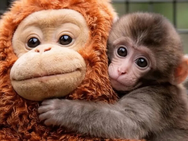 Macaco Punch abraça seu orangotango de pelúcia como se fosse um porto seguro em meio ao caos. Às vezes, é nas pequenas coisas que encontramos forças para continuar quando tudo parece faltar