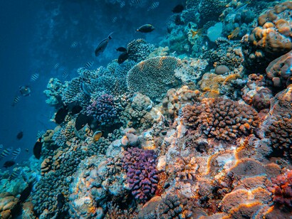 Healthy coral ecosystems rely on algae-eating fish to prevent algal overgrowth and maintain biodiversity