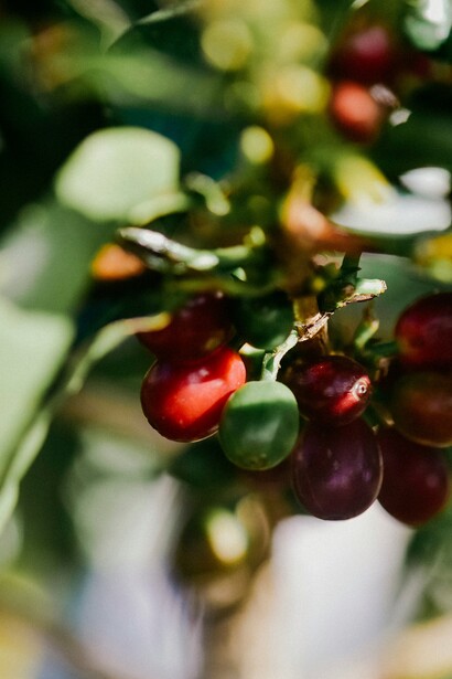 Lucaffè è una torrefazione italiana che unisce tradizione e innovazione per creare un caffè artigianale di alta qualità, mantenendo un forte impegno verso la sostenibilità ambientale
 