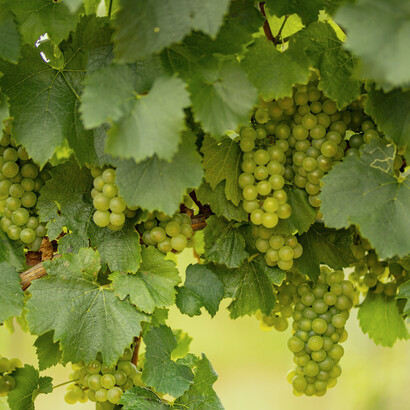 Some of the greatest white wines in the world are made from the Chardonnay grape