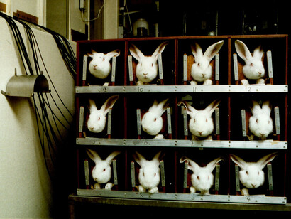 La sperimentazione sugli animali