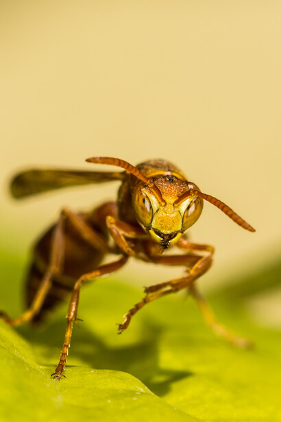 Wasp (Hymenoptera)© Karthik R Bhat