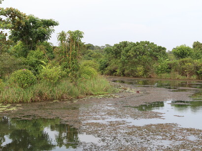 Diyasaru Wetland is a matrix of habitats © Gehan de Silva Wijeyeratne 