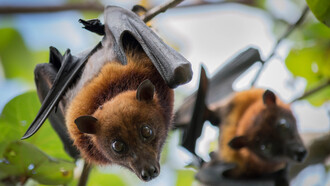 Zoonotic leap is not very uncommon 