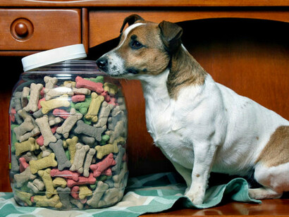 Un perro observa y olisquea un tarro de galletas