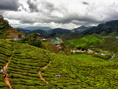Cameron Highlands
