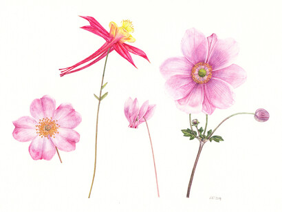Rachel Pedder-Smith, Four Pink Flowers, 14 x 19.5 cm