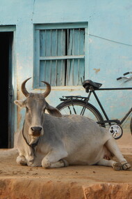 Mucca Sacra a New Delhi