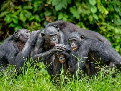 Nei bonobo il dono consente anche un’attività sessuale libera