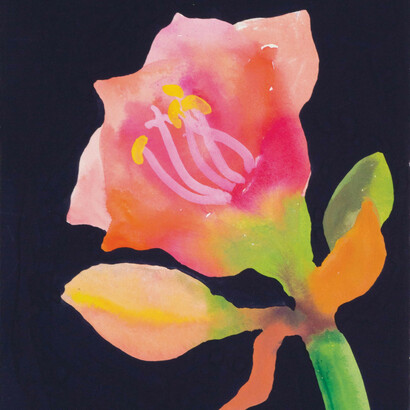 Nerys Johnson, Pink Amaryllis III Looking left,  gouache 2000, 28.5 x 18 cm