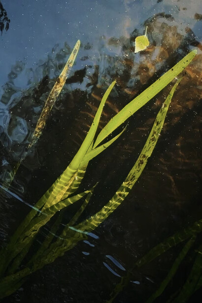 Tom Kretschmer, Meandering vitae (detail). Mit freundlicher genehmigung der Luisa Catucci Galerie