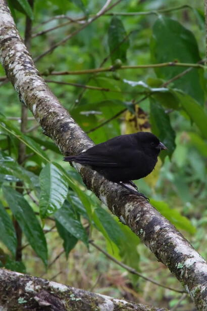 Pinzón de Darwin es el nombre que recibe un grupo de pájaros de diferentes especies que Darwin descubrió en las Islas Galápagos durante su viaje en el Beagle