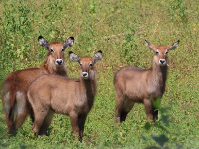 Defassa Waterbuck, Fathala © Gehan de Silva Wijeyeratne