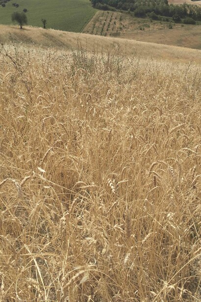 Grani antichi a Torre San Patrizio nelle Marche