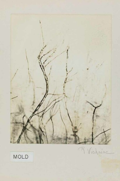 Roman VishniacMold, ca. 1950sDigital ink jet print© Mara Vishniac Kohn