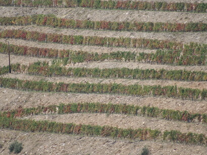 Alto Douro, vinhedos. Fotografia Sérgio Lira