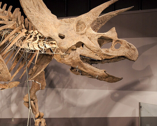 Colossal Fossil. Courtesy of Museum of Science 