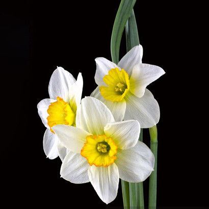 Il narcisista tende a sottomettere gli altri, sui quali scarica ogni sua colpa