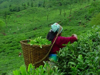 Raccolta di tè Darjeeling