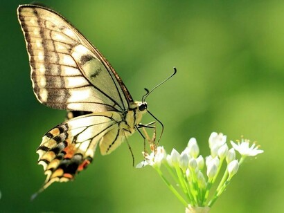 Una mariposa posándose sobre una flor