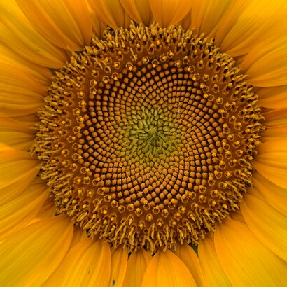 Nel girasole, le spirali dei semi rispettano rapporti vicini al numero aureo, creando una struttura efficiente e armoniosa