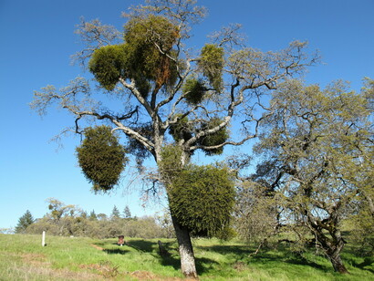 Mistletoe on a tree