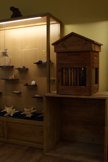 Invertebrates. Courtesy of Regional Natural History Museum of Plovdiv