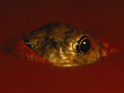 Frans Lanting/National Geographic
Alice Springs Desert Park, Australia
Una rana del deserto (Notaden nichollsi) emerge dalle sabbie rosse del deserto australiano
dopo una rara pioggia.


