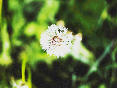 Dandelion