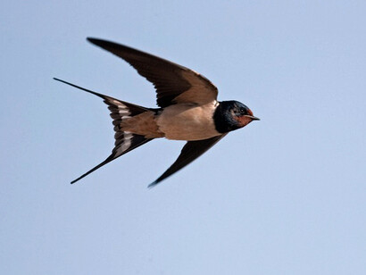 Los tejados, las ramas, las vigas, cualquier rincón es acogedor para colocarse y cantarse unos a otros 