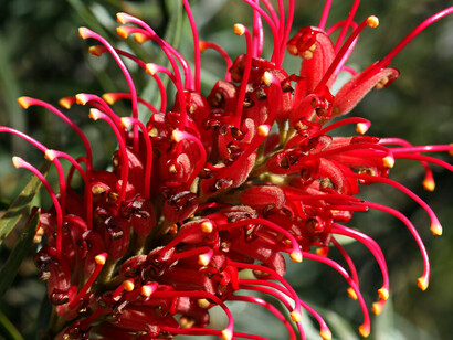 Red Grevillea dà forza per allontanarsi dalle situazioni negative