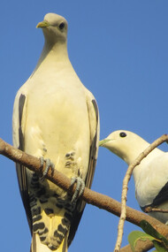 Torresian Imperial Pigeon, Port Moresby © Phil Gregory