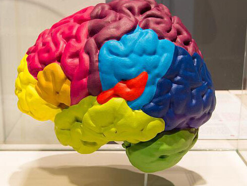 Gallery of Humankind. Courtesy of Royal Belgian Institute of Natural Sciences