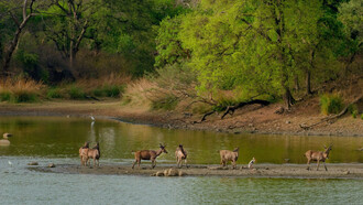 A view of the Periyar lake in India, evoking tones of greens in wildlife 