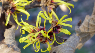 Hamamelis japonica