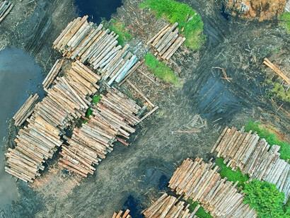 The scars of our bestiality, once lush greenery now reduced to barren land