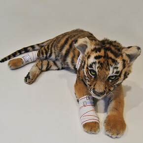 I Belgi. Barbari e Poeti