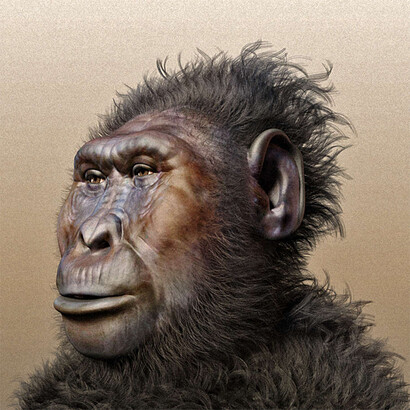 Australopithecus Sediba