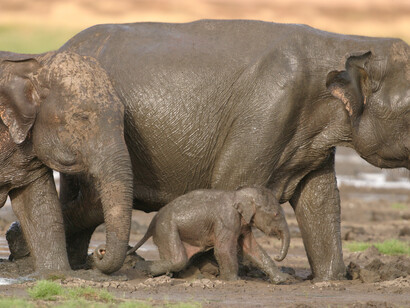 The Elephant Gathering takes place nearby at Minneriya © Gehan de Silva Wijeyeratne