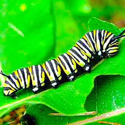 Larva de mariposa monarca