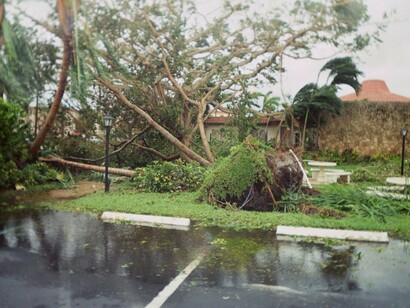 Florida. Árboles caídos a causa del huracán Wilma (2005)