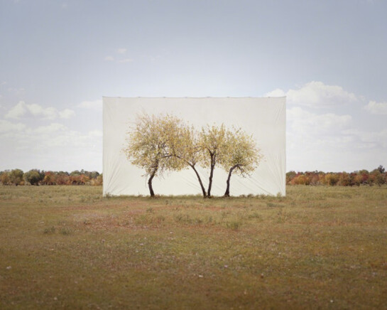 Tree... Courtesy of Yossi Milo Gallery